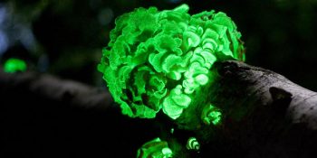 Tabiatta Çok Nadir Görebileceğiniz ve Nefes Kesen Güzellikte 14 Doğa Olayı