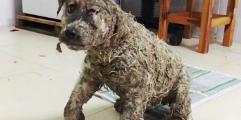 İstanbul’da Çocukların Tutkala Bulayarak Ölümle Burun Buruna Getirdiği Zavallı Köpek Pascal