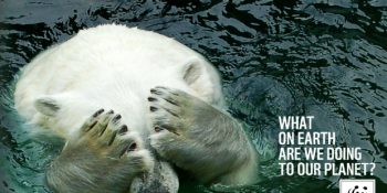 Her Hamlesiyle Farkındalığımızı Bir Adım Öteye Taşımayı Başaran Kuruluş: WWF