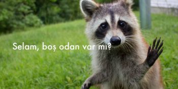 Rakunları Acilen Evcilleştirmemiz Gerektiğini Gösteren 27 Tartışmasız Kanıt