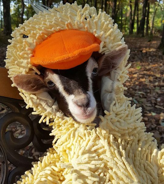 rescue-goat-duck-costume-goats-of-anarchy-polly-leanne-lauricella-16