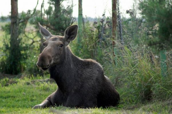 rescued-moose-visit-guy-erikas-plucas-10