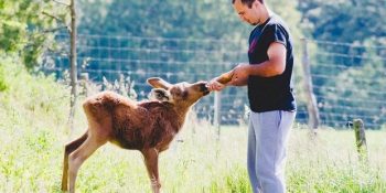 Öksüz Bebek Geyiğin Hayatını Kurtaran Vicdanlı Adam ve Yarattığı Güzel Değişim