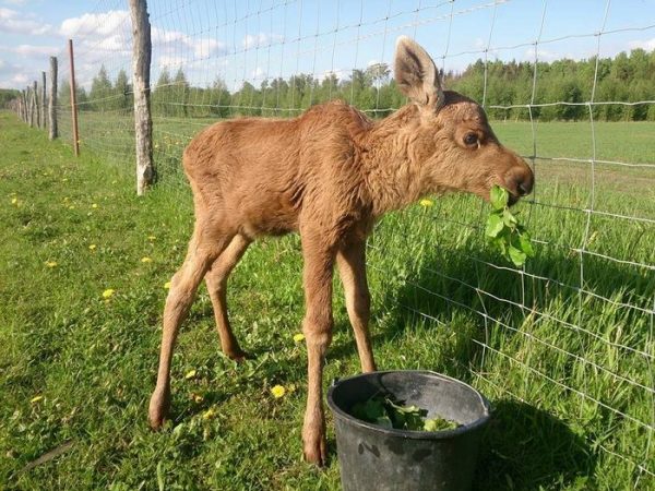 rescued-moose-visit-guy-erikas-plucas-9