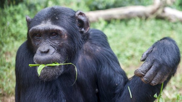Female chimp Pasa, is photographed eating leaves in the Ngamba Island Chimpanzee Sanctuary in Lake Victoria, Uganda. Pasa, who has been on Ngamba Island since 2000, was surrendered to UWEC by a man from Arua who realized that he had broken the law by buying the infant chimp from a Congolese trader two weeks earlier. Pasa was named after the ‘Pan African Sanctuary Alliance’ which was formed during a workshop held in Entebbe at the time of her confiscation. This Alliance is working together to try and stop the root cause of the chimpanzee-orphan-crisis (bush meat trade and habitat destruction) She was approximately 6 months old on arrival so she needed 24- hour human care until she was strong enough to join the juvenile group on Ngamba. Pasa is now very settled but she still enjoys contact with her human caregivers, especially during the walk in the forest. 03/15 Julia Cumes/IFAW