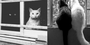 Siyah Beyaz Renkleriyle Yin ve Yang Pozu Veren Muhteşem Güzellikteki 24 Kedi