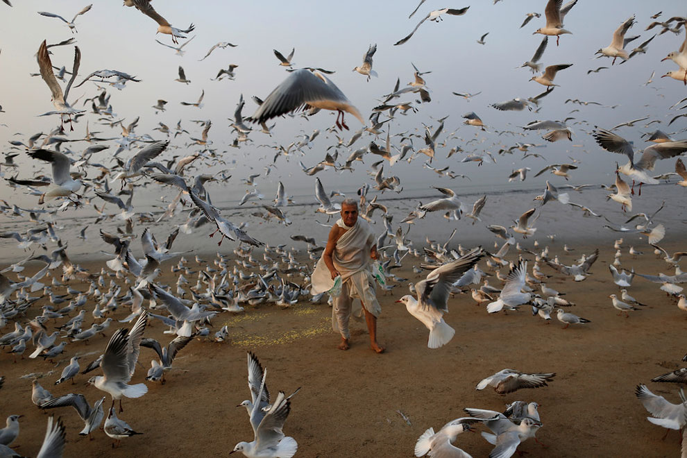 A man feeds seagulls on a beach along the Arabian Sea in Mumbai, India, February 9, 2016.
