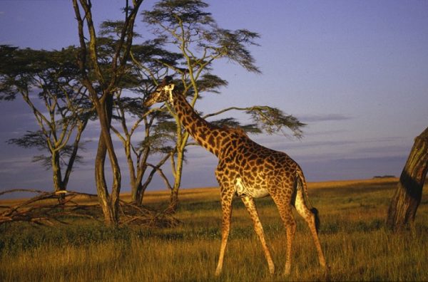 Sabi Sands Game Reserve, South Africa: Giraffe at sunset walking over savanna grassland. (photo credit: © Aquavision TV Productions)