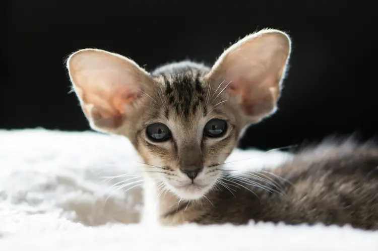 Indy-Cat-Breed-Pages-2