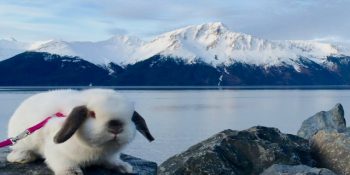 Dünyanın En Tontiş Yürüyüş Partneri: Tavşan Sir Quincey