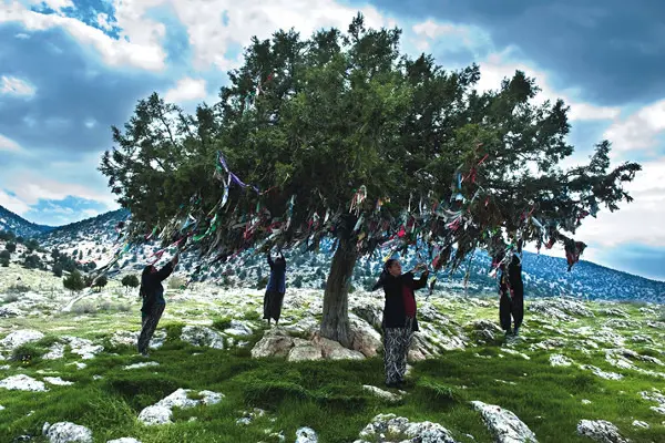 akçam-agaci-2