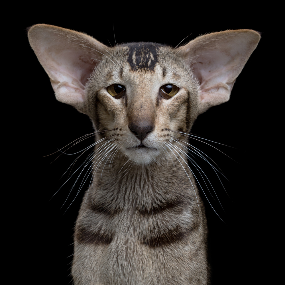 behavior-of-Oriental-shorthair-cat
