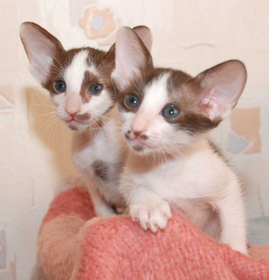cute-oriental-bicolor-kittens-photo