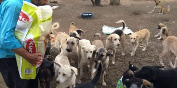 25 Yıldır Her Gün Sokak Hayvanlarını Besleyen Yemeyip Yediren Koca Yürekli Davut Abimiz