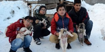 Kars’ta Harçlıklarını Birleştirerek Yavru Köpeklere Bakan Küçük Melekler