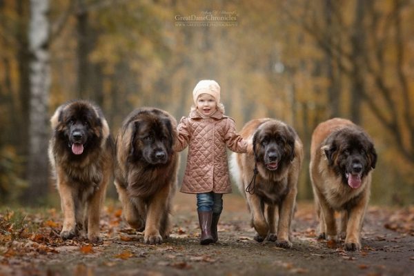 little-kids-big-dogs-photography-andy-seliverstoff-37-584fa94bad10a__880
