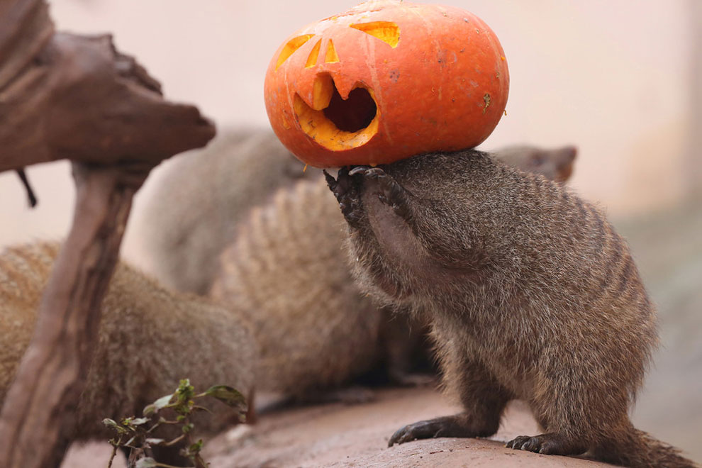 mongoose plays with a Halloween pumpkin at a zoo in Chongqing, China, October 29, 2016.