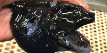 Derin Deniz Balıkçısı Roman Fedortsov’un Ağına Takılan Birbirinden Ürkütücü 29 Deniz Canlısı