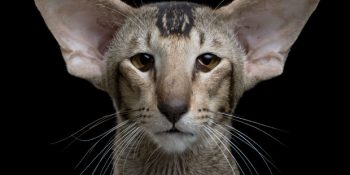 Görünüşü Sebebiyle Kendisine Gülünen Dünyanın En Zeki Kedi Cinsi: Oriental Shorthair