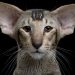 Görünüşü Sebebiyle Kendisine Gülünen Dünyanın En Zeki Kedi Cinsi: Oriental Shorthair