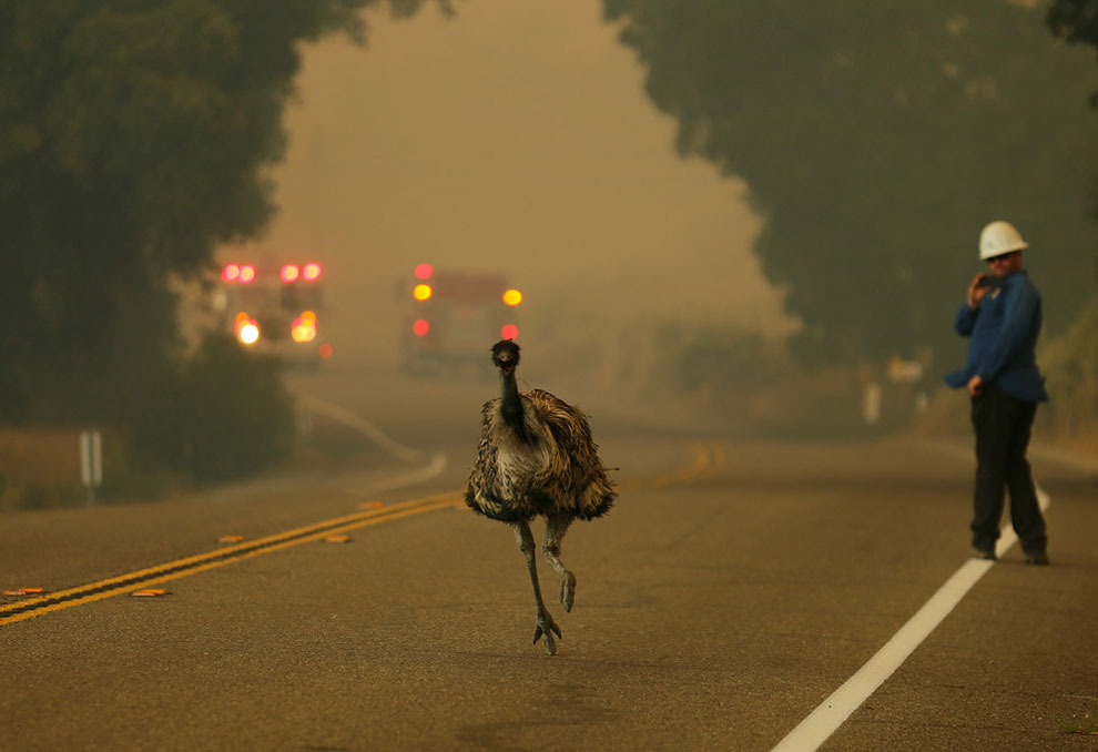 wildfire as it burns near Potrero, California, June 20, 2016