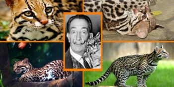 Kimsenin Varlığından Dahi Haberdar Olmadığı 14 Yabani Kedi Türü