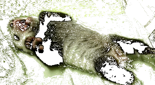01 panda