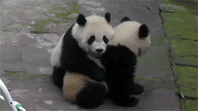 011 panda