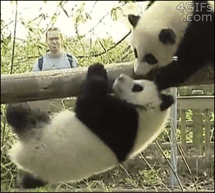 016 panda