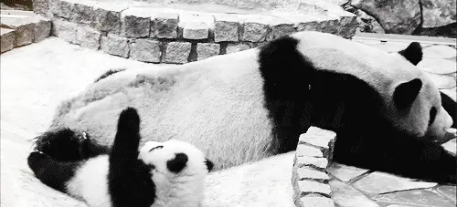 02 panda