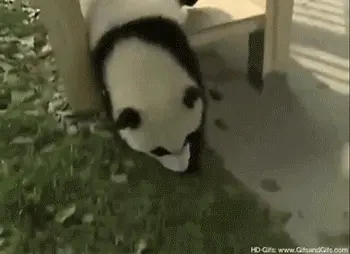 03 panda