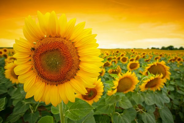 Sunflower-field