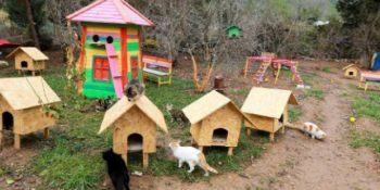 Kedi Dostlarımızın Mutlu Mesut Yaşaması İçin Düşünülmüş Harika Oluşum: Antalya Kedi Köyü