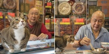 Hong Kong Sokaklarından Duygusal Bir Fotoğraf Serisi: Mağaza Sahipleri ile Kedileri