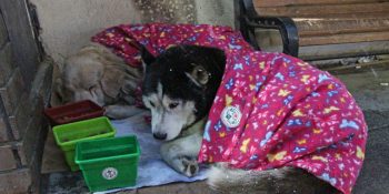 Soğuk Kış Günlerinde Sokak Hayvanlarını Unutmayan Güzel Kalpli Belediye