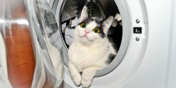 Kaybolmayı Hobi Haline Getirmiş Tontiş Kedilerin İnlerine Giriyoruz!