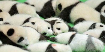 Arkadaş Grubunuzun Pandası Olduğunuzu Gösteren 17 Tartışmasız İşaret