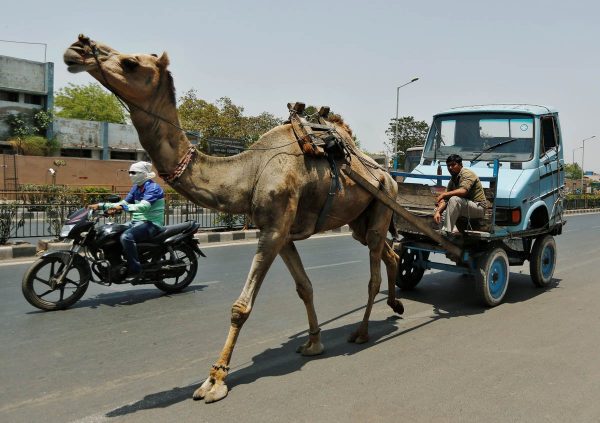 a-camel-pulls-the-front-body-of-a-mini-truck-in-ahmedabad-india
