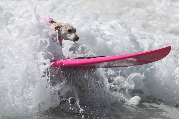 a-dog-rides-a-wave-during-the-surf-city-surf-dog-competition-in-huntington-beach-california