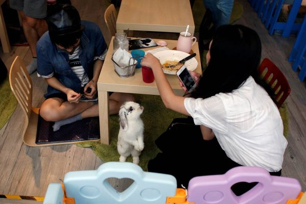 a-rabbit-looks-at-a-customer-at-the-first-rabbit-cafe-in-hong-kong-china