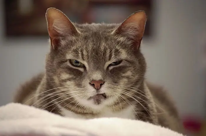 angry-cat-photography-02-5874a28aee900__700
