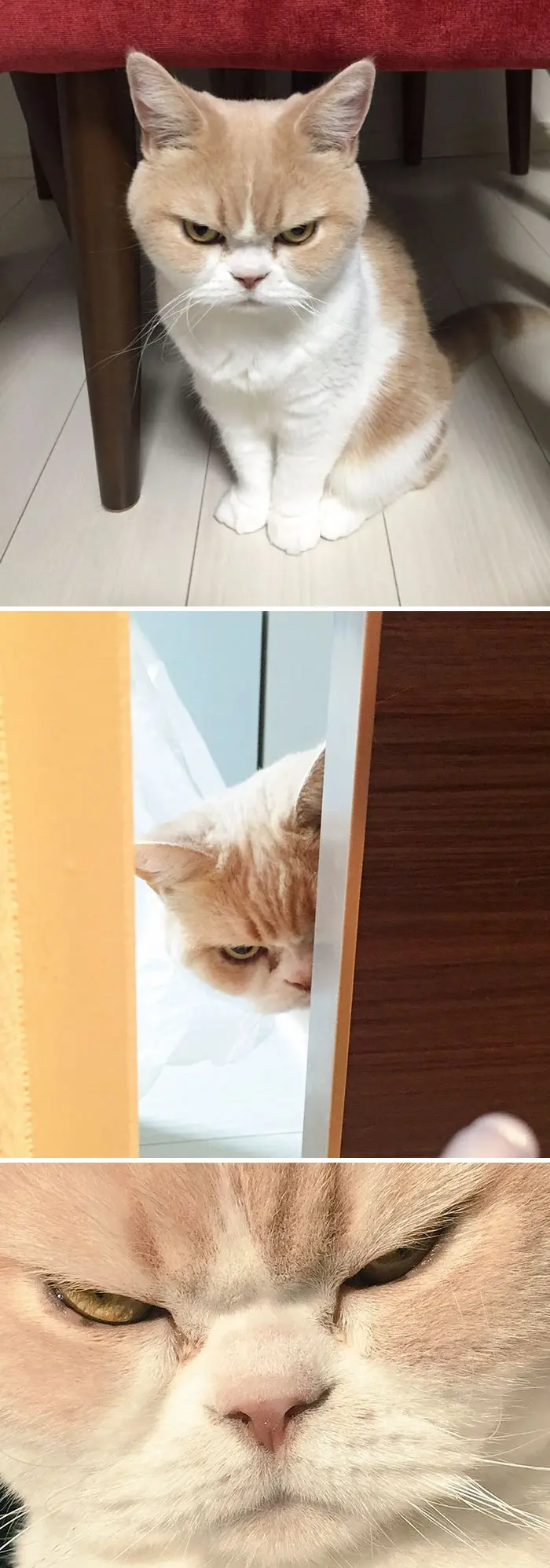 angry-cat-photography-114-586f6e72d75f9__700