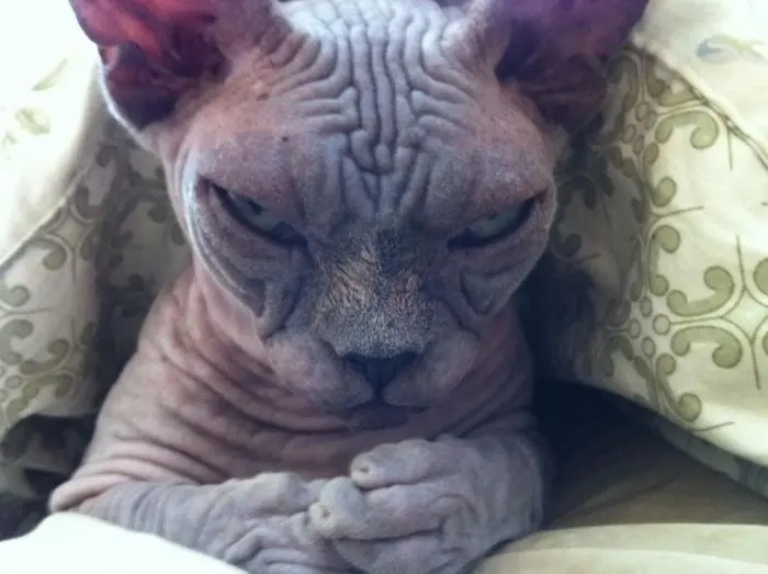 angry-cat-photography-133-586facf9f3814__700