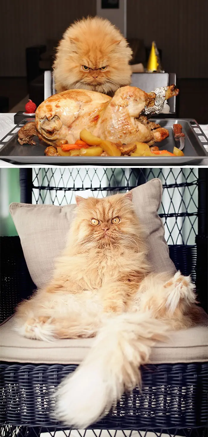 angry-cat-photography-140