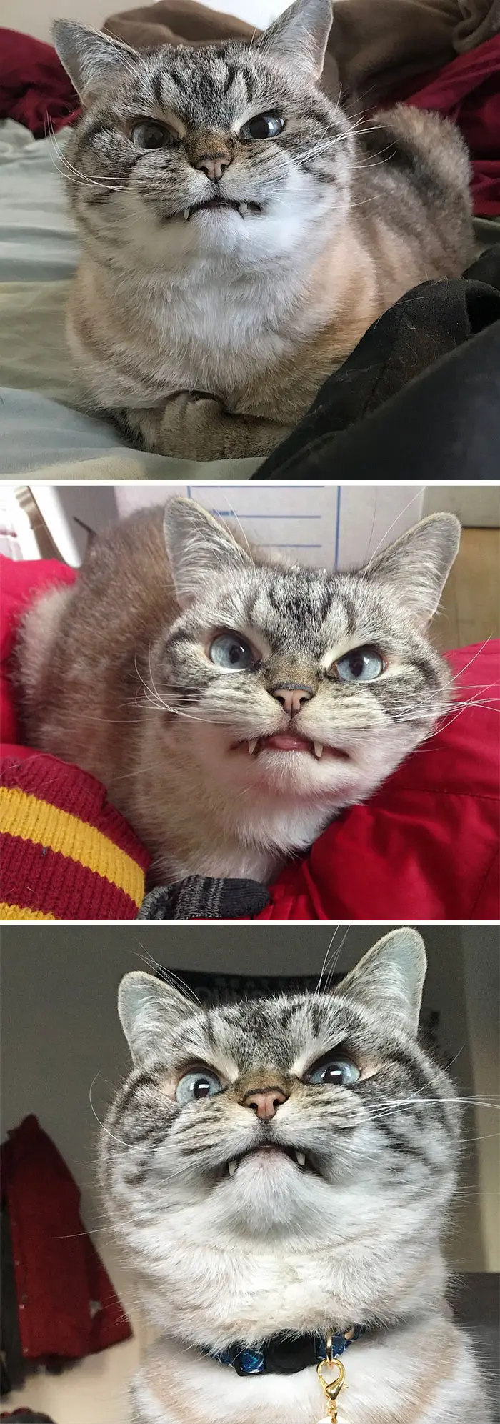 angry-cat-photography-141
