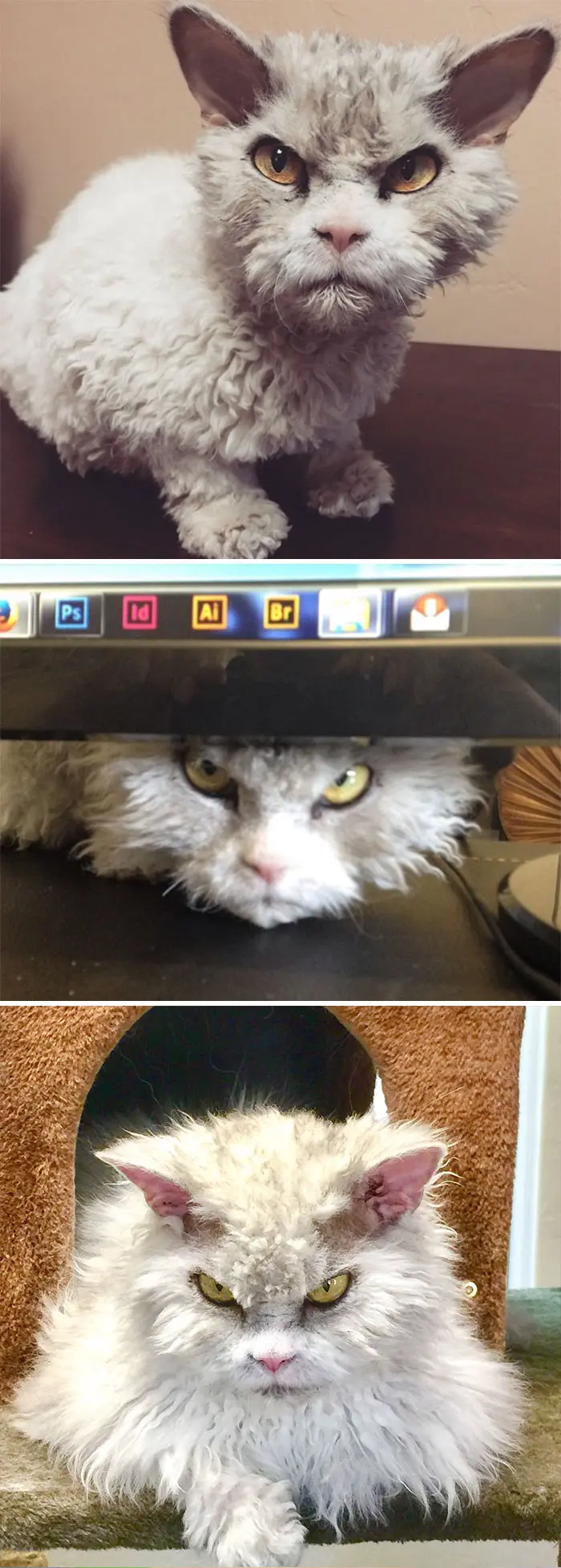 angry-cat-photography-142