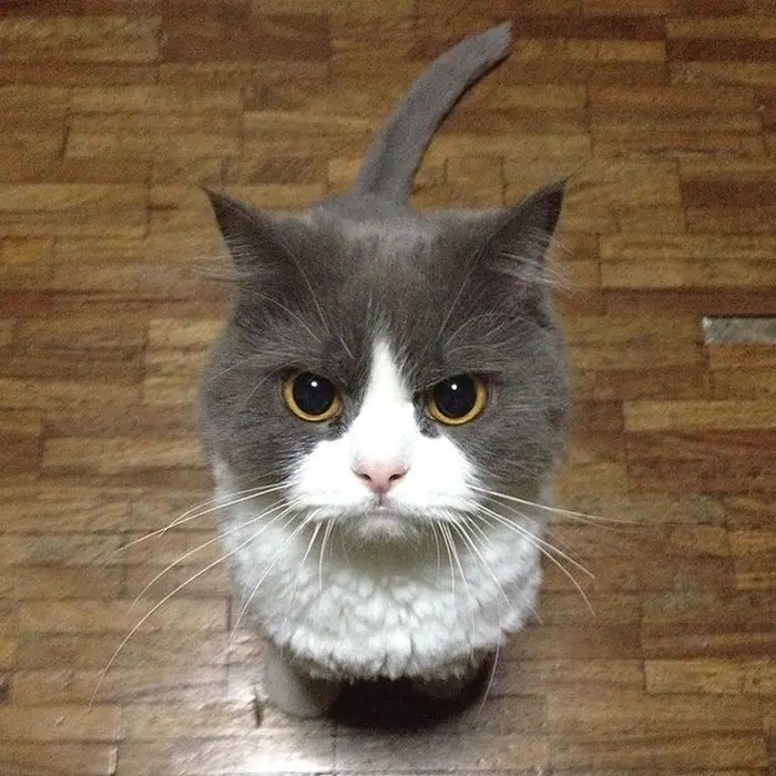 angry-cat-photography-15-586f6e56f1eb8__700