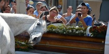En Yakın Arkadaşının Cenazesine Gelerek Herkesi Duygulandıran Vefalı At Sereno