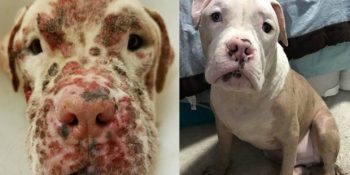 Yüzlerce Arı Tarafından Sokulup Deri Hastalığına Yakalanınca Terk Edilen Köpek Stinger