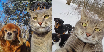 Kendini Selfie Çekmeye Adamış Birbirinden Tontiş Hayvanların Özel Hayatlarını Deşifre Ediyoruz!
